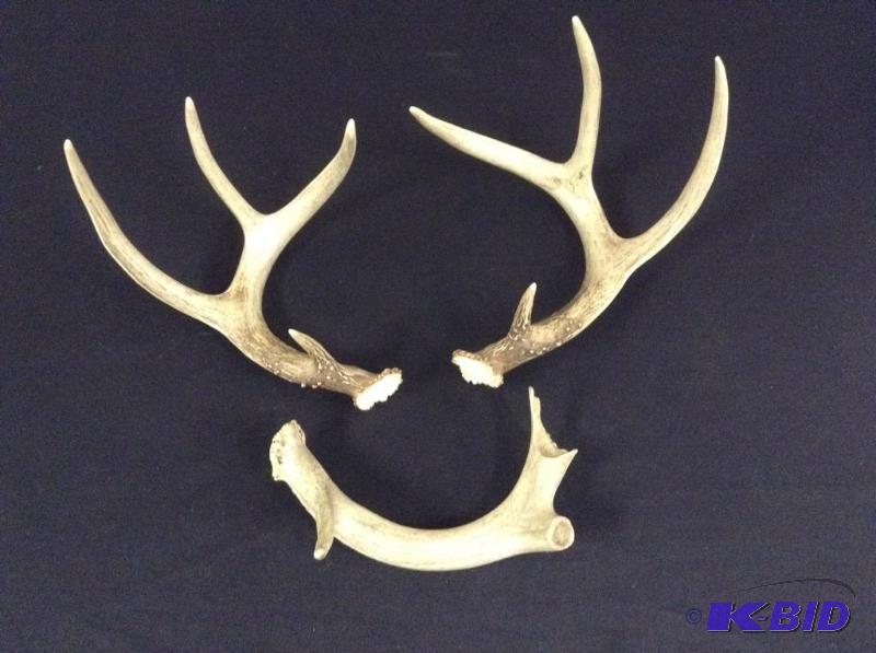 lot 13 image: White Tail Deer Antlers