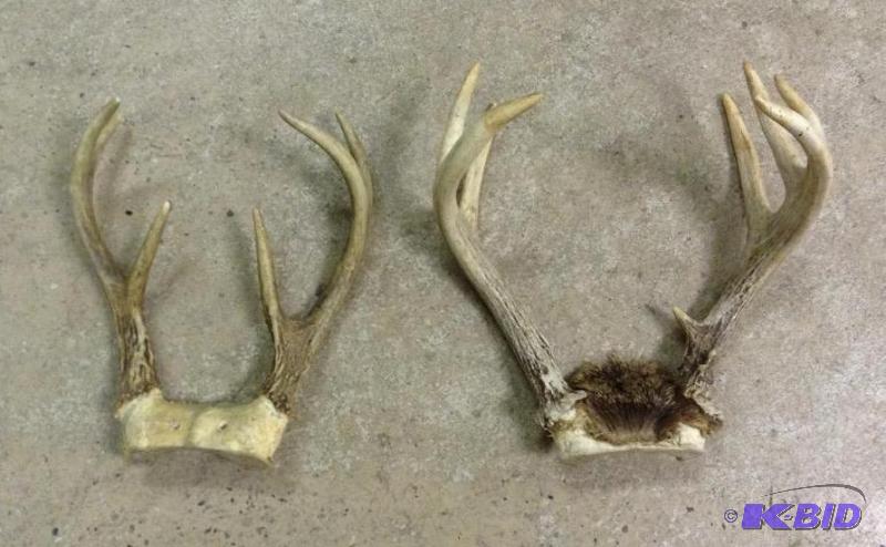lot 27 image: Pair of Small Deer Racks - Ready to Mount
