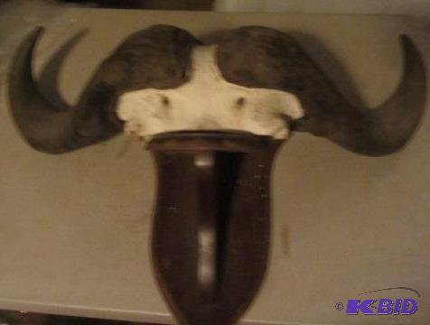 Mounted Rams Horns
