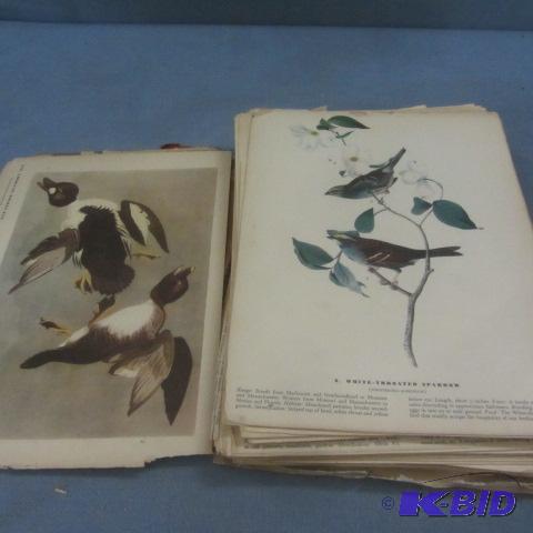 Bird Prints, Fish Drawings