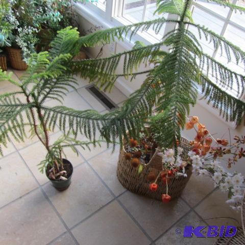 Two Norfolk Pines