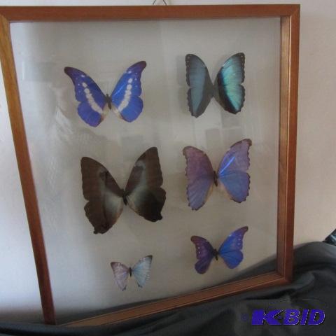 Butterfly Collection