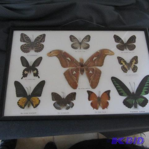 Moth & Butterfly Collection