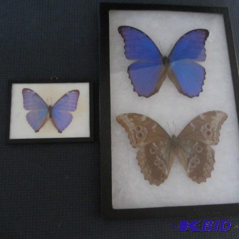 Framed Butterflies