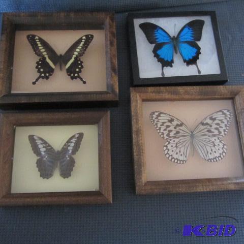 Four Framed Butterflies
