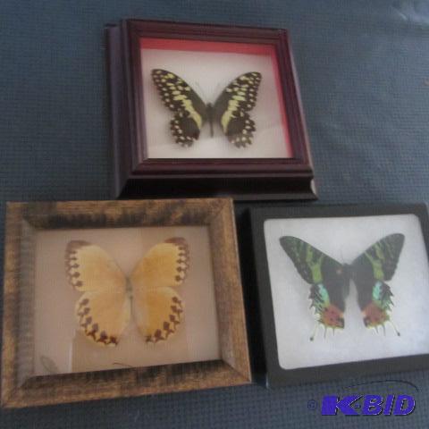 Three Framed Butterflies