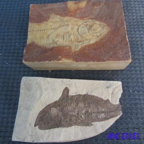 Vertebrate Fossils