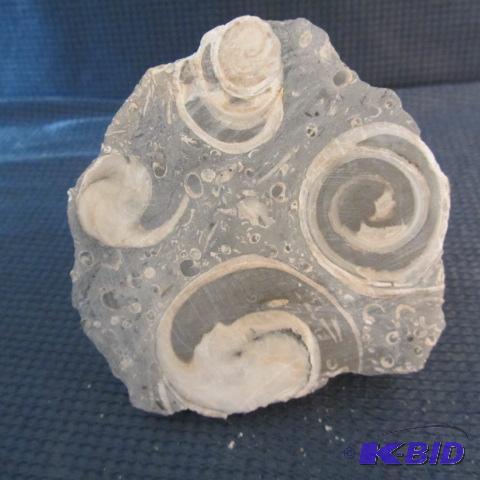 Fossil Mineral