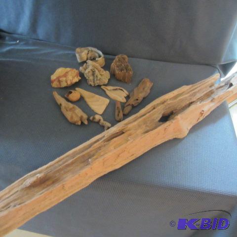 Fossils, Driftwood