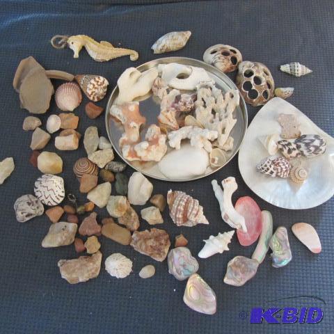 Sea Shells & Beach Finds