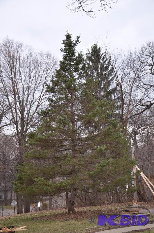 lot 114 image: Live Tree -tree branches are 17" in diam...