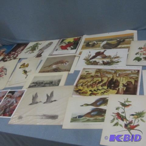 Wildlife Prints