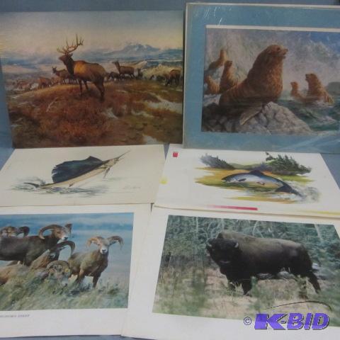 Wildlife Prints