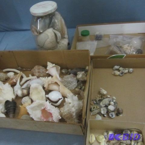 Seashells, Rocks