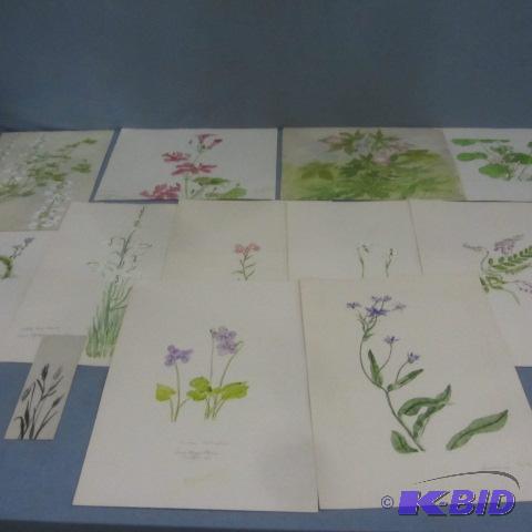 Floral Sketches, Effie Sheldon Bornhoft