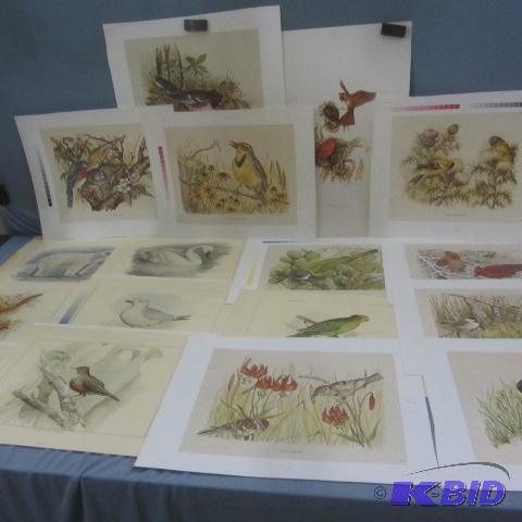 Bird & Wildlife Print