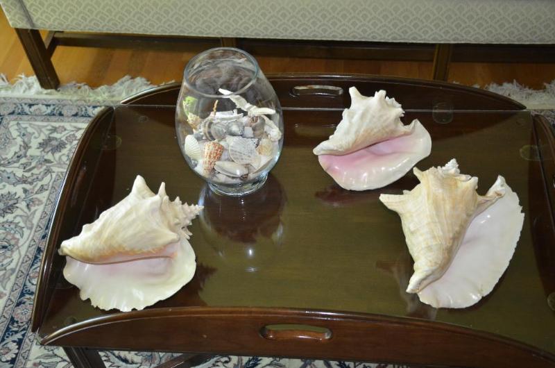 Large sea shells...