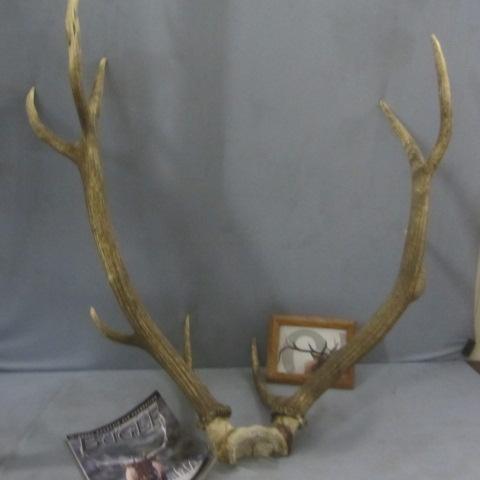 Bull Elk Horns
