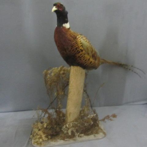 Ring Neck Taxidermy Pheasant