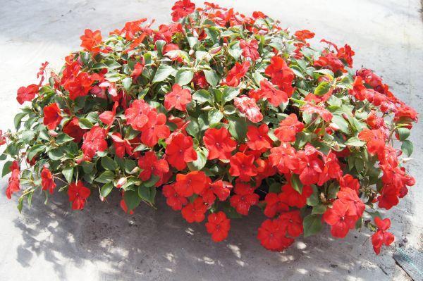Dazzler Red Impatiens.