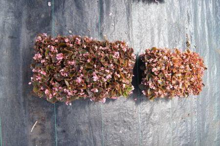 Pink Begonia bronze leaf