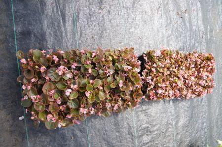 Pink Begonia bronze leaf