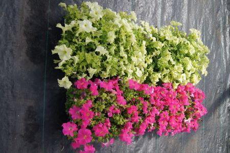 Sophistica Lime Green & Dreams Pink Petunia