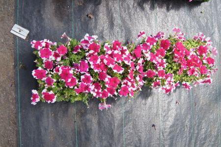 Dreams Rose Picotee Petunia Petunia