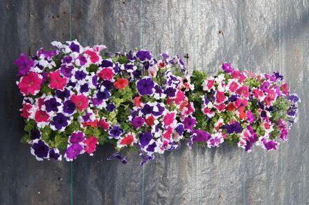 Picotee Mix Petunia