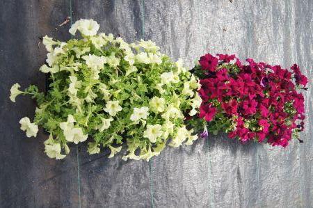 Sophistica Lime Green & Dreams Burgundy Petunia
