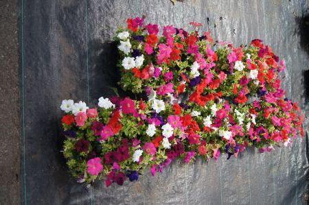 Dreams Mix Petunia