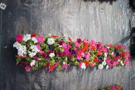 Dreams Mix Petunia