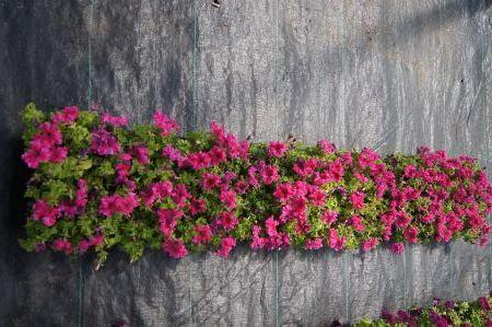 Espresso Frappe Rose Petunia