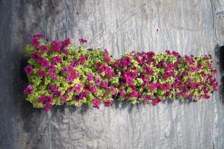 Espresso Frappe Ruby Petunia