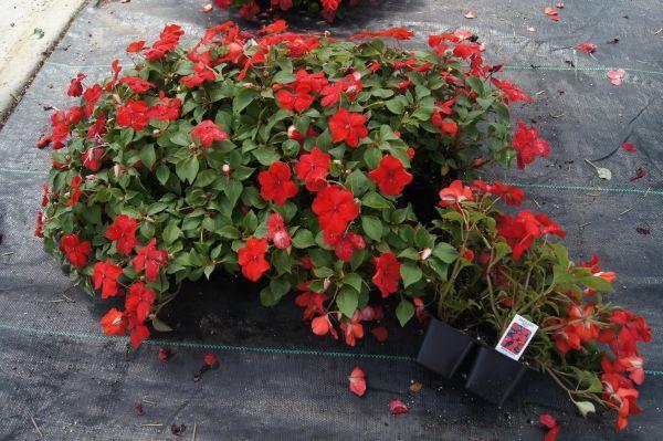 Dazzler Red Impatiens.