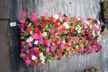 Dreams Mix Petunia