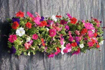 Dreams Mix Petunia