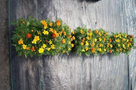 Safari Mix Marigold