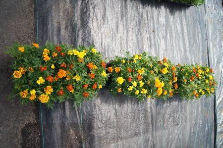 Safari Mix Marigold