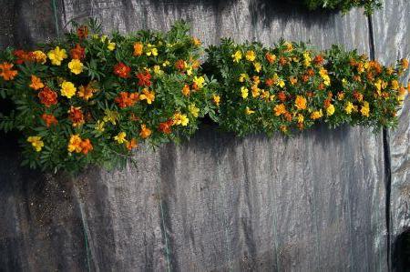 Safari Mix Marigold