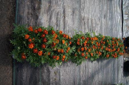 Safari Red Marigold