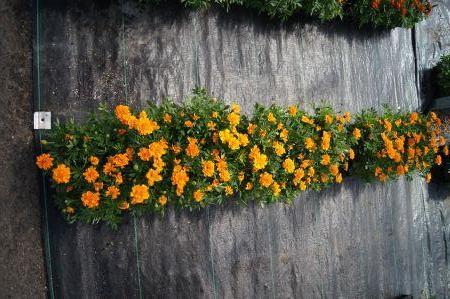 Safari Orange Marigold
