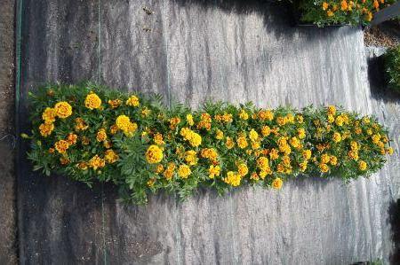 Safari Yellow Fire Marigold