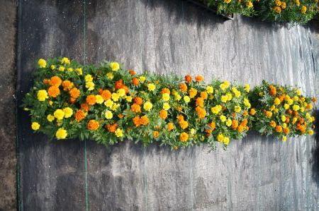 Janie Mix Marigold
