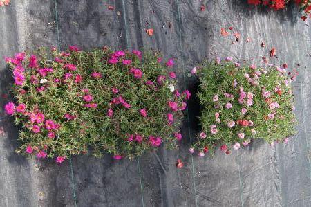 Sundial Fuchsia & Peppermint Portulaca