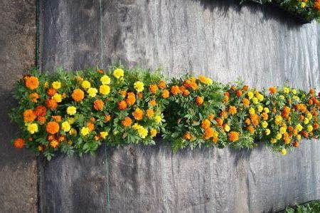 Janie Mix Marigold