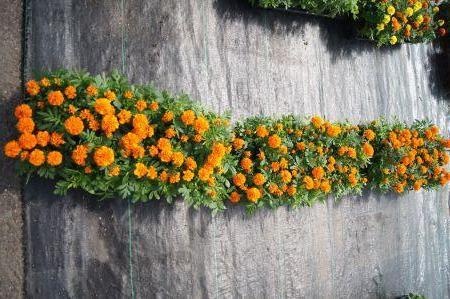 Janie Bright Orange Marigold