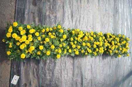 Janie Bright Yellow Marigold