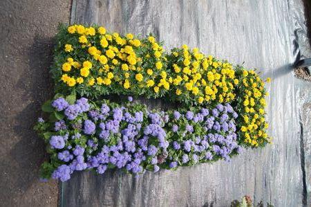 Janie Bright Marigold & Blue Danube Ageratum
