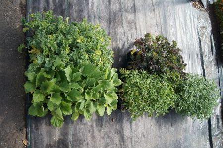 Kale, Tomato, Eggplant Black Beauty
